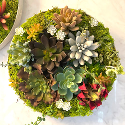 フェイクグリーン シダ苔玉アレンジ アートフラワー planterna 通販