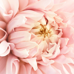 ボタニカル ピンク dahlia / インテリアポスター 海外アート /4447 5枚目の画像