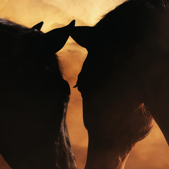 ゴージャス 馬 牧場 スモーキー horses  / インテリアポスター 海外アート /4450 5枚目の画像