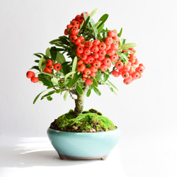 5d3f486c39646dd5821ab24cfa94da