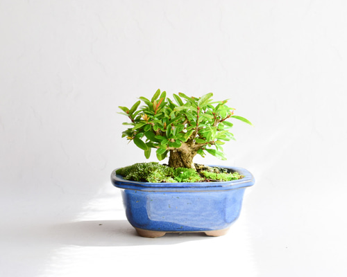 ネジカンザクロ No.382 盆栽 盆栽やす 通販 14859751｜Creema