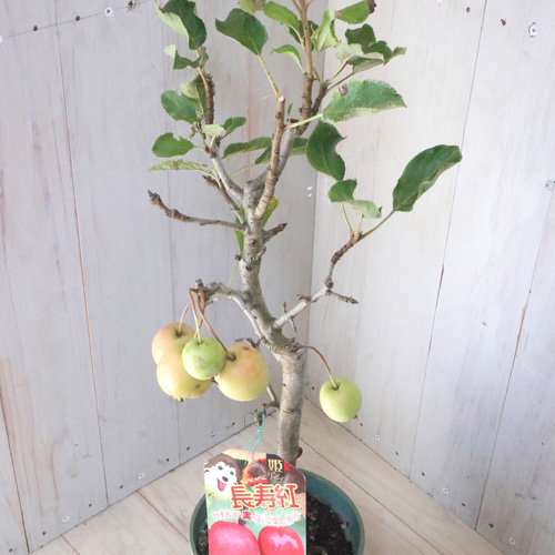 実つき♡姫りんご♡長寿紅♡5寸鉢♡ アートフラワー nico