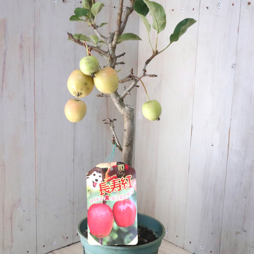 りんご姫ページ 楽天市場】姫林檎〈ヒメリンゴ〉別称：アルプスの乙女1ケース