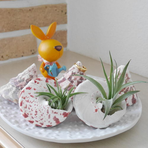 沖縄県 宮古島産 天然 可愛い 貝 おうちグリーン 指輪 スタンド 貝殻