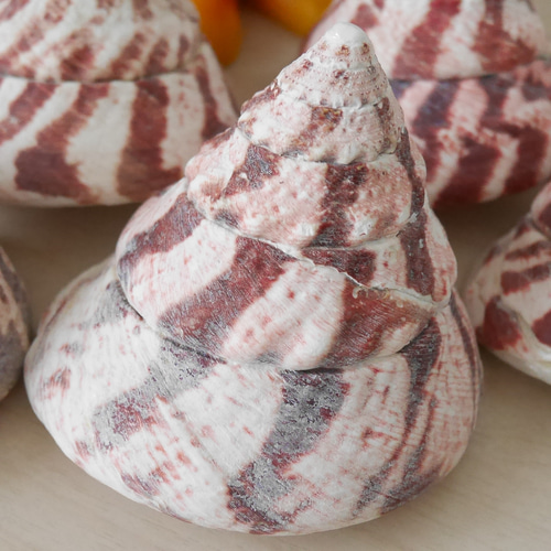 沖縄県 宮古島産 天然 可愛い 貝 おうちグリーン 指輪 スタンド 貝殻