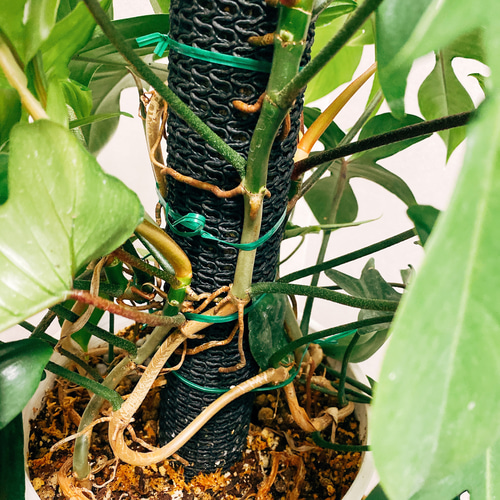 現品］フィロデンドロン ヤッコカズラ 観葉植物 蔓性 ヘゴ仕立て 室内 