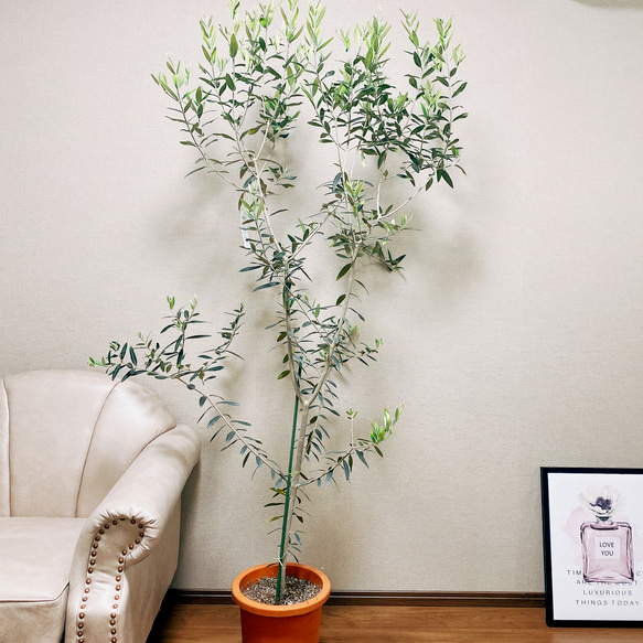 ［現品］オリーブ　ヒナカゼ　観葉植物　屋外　ベランダ　シンボルツリー　おしゃれ　プラスチック鉢　玄関　※一部割引有 5枚目の画像