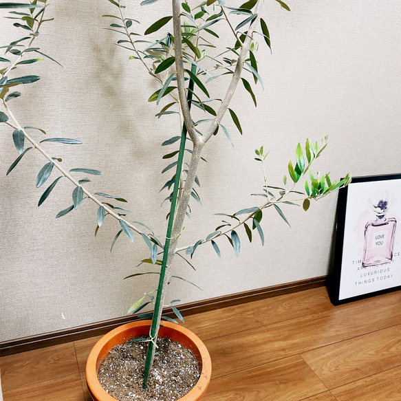 ［現品］オリーブ　ヒナカゼ　観葉植物　屋外　ベランダ　シンボルツリー　おしゃれ　プラスチック鉢　玄関　※一部割引有 8枚目の画像