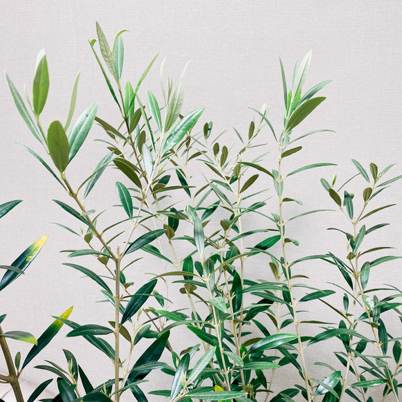 ［現品］オリーブ　ヒナカゼ　観葉植物　屋外　ベランダ　シンボルツリー　おしゃれ　プラスチック鉢　玄関　※一部割引有 17枚目の画像