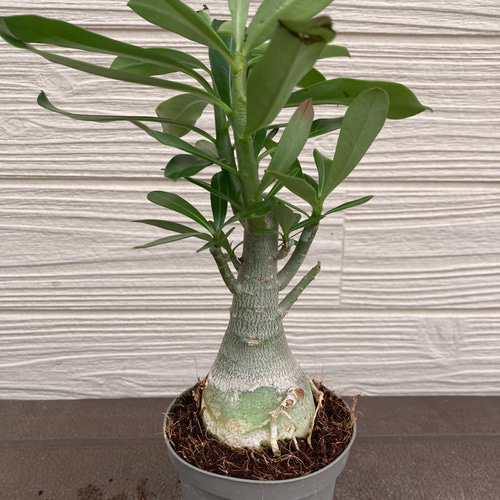 アデニューム アデニウム ☆観葉植物 多肉植物 塊根植物