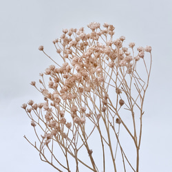 かすみ草/ゴールド 髪飾り(プリザーブドフラワー) その他素材 CHAIN