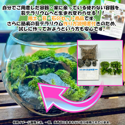 苔テラリウム 苔6種 計4点セット 苔パック 土 石 作り方説明書 手作り 母の日ギフト 新生活 テラリウム 2枚目の画像