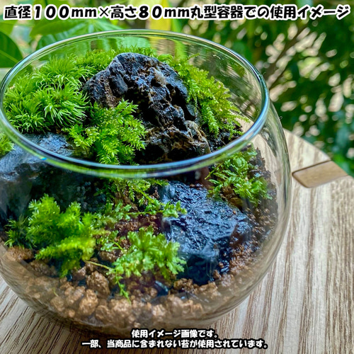苔テラリウム 苔6種 計4点セット 苔パック 土 石 作り方説明書 手作り