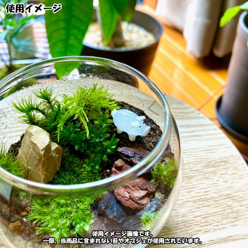 苔テラリウム 苔6種セット×2 苔パック 土 石 作り方説明書 手作り 母の