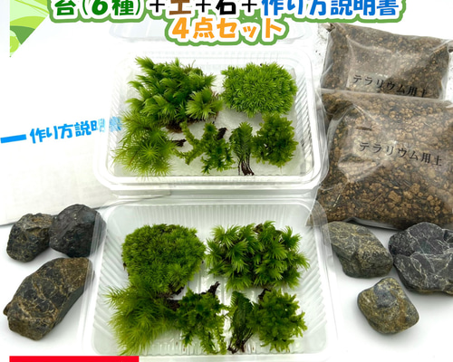 苔テラリウム 苔6種セット×2 苔パック 土 石 作り方説明書 手作り 母の