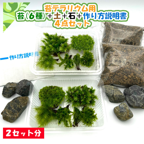 苔テラリウム 苔6種セット×2 苔パック 土 石 作り方説明書 手作り 母の