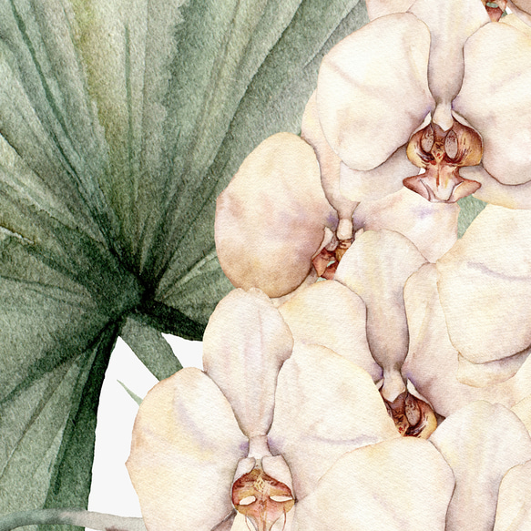 植物龜背竹蘭花花束水彩畫/室內海報外國藝術套裝 2 / 4456 第4張的照片