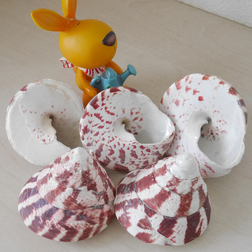 【特大！！】巻貝さん☆　貝殻　エアプランツ　シーグラスアート　標本　巻貝 特大！！】巻貝さん☆ 貝殻 エアプランツ シーグラスアート 標本 巻貝