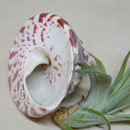 沖縄県 宮古島産 天然 可愛い 貝 おうちグリーン 貝殻 シェル 巻貝