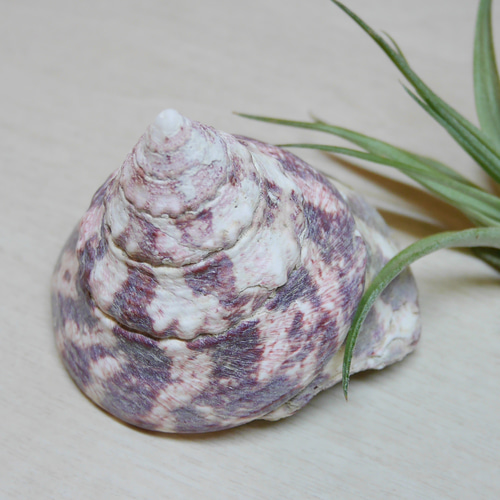 沖縄県 宮古島産 天然 可愛い 貝 おうちグリーン 貝殻 シェル 巻貝