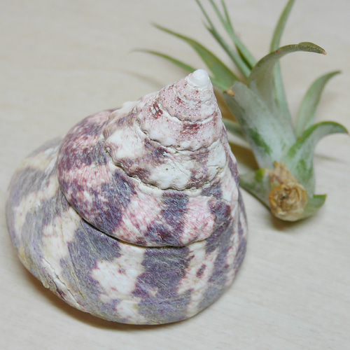 沖縄県 宮古島産 天然 可愛い 貝 おうちグリーン 貝殻 シェル 巻貝