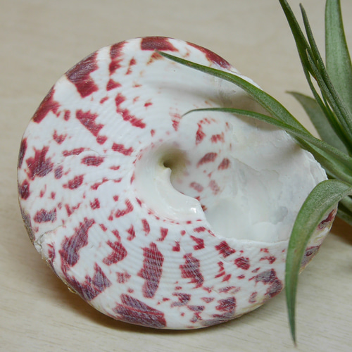 沖縄県 宮古島産 天然 可愛い 貝 おうちグリーン 貝殻 シェル 巻貝