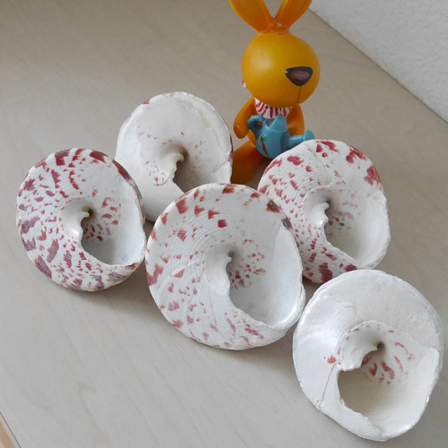 受付中・ 海 波 エアープランツ リメ缶 貝殻 貝 シェル 多肉 フル