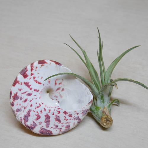 沖縄県 宮古島産 天然 可愛い 貝 おうちグリーン 貝殻 シェル 巻貝