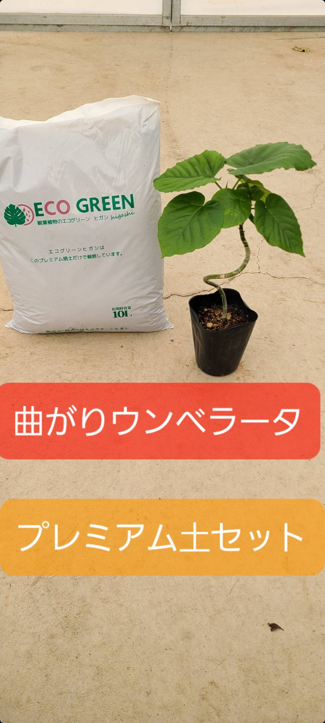 送料無料　フィカスウンベラータ　プレミアム土セット　観葉植物