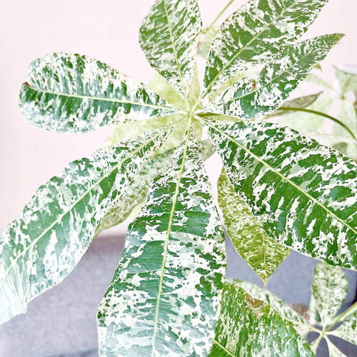 3/4撮影 希少 パキラミルキーウェイ 接ぎ木 大型 観葉植物 室内 その他