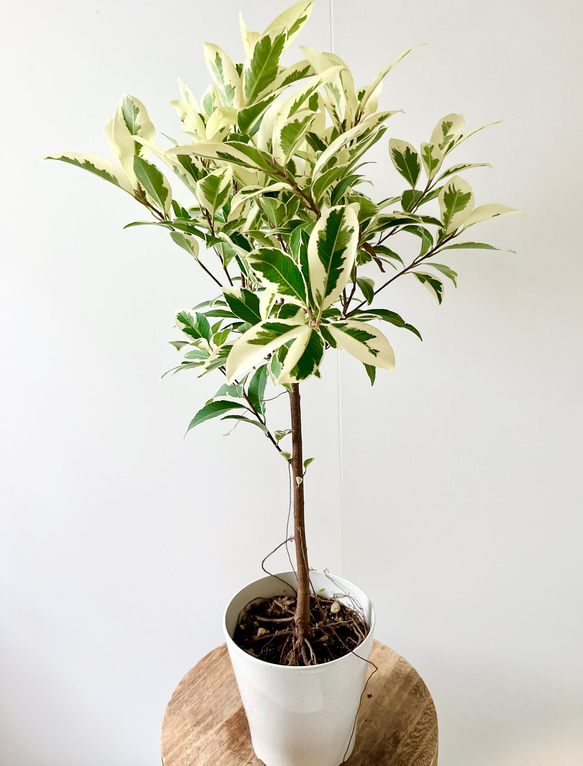 斑入りガジュマル 観葉植物：斑入りガジュマル*らせん仕立て バスケット付き 大型ヤマト