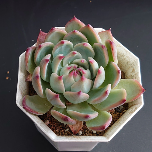 チワワリンゼ エケベリア 多肉植物 多肉植物 plants_bomb 通販 