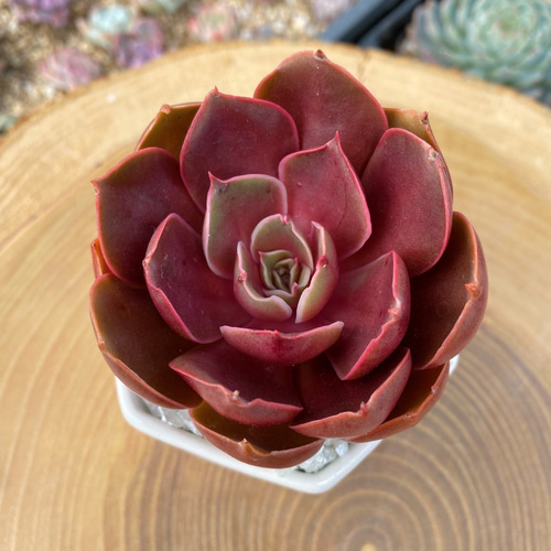 多肉植物 ラスト1苗【特大高級美苗】レッドタン 超優良個体 厳選韓国苗