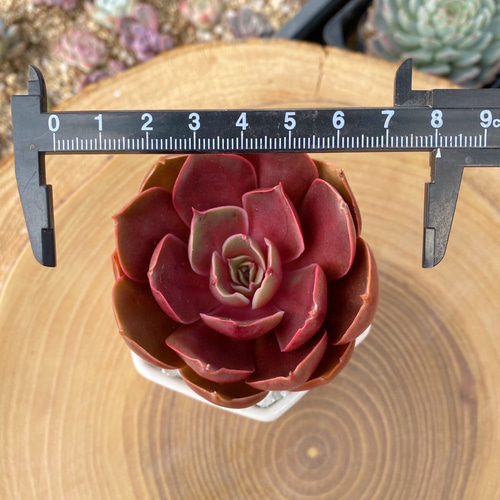 多肉植物 韓国苗 Totty様 多肉植物 韓国苗 Totty様