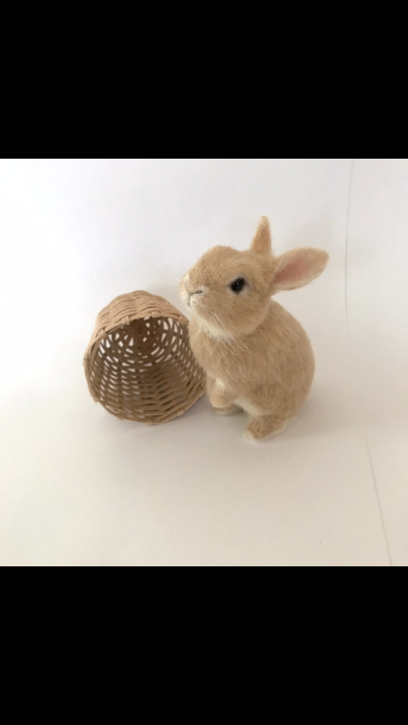 うさぎ 羊毛フェルト ネザーランドドワーフ ミニうさぎ うたっち うさぎ 羊毛フェルト ネザーランドドワーフ ミニうさぎ うたっち