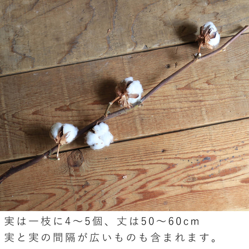 ドライフラワー お得な4本セット】 綿の実枝つき ホワイト / コットン