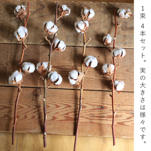 リース(コットンフラワー&木の実) /ホワイト　クリスマス　ドライフラワー ドライフラワー お得な4本セット】 綿の実枝つき ホワイト / コットン
