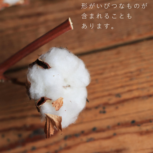 ドライフラワー お得な4本セット】 綿の実枝つき ホワイト / コットン