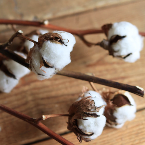 ドライフラワー お得な4本セット】 綿の実枝つき ホワイト / コットン
