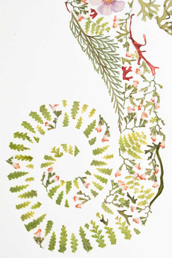 【緻密な押し花】フレーム付き　おしゃれ　インテリア　タツノオトシゴ　送料無料 4枚目の画像