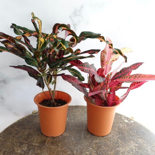 カラテア・トリオステアタ 中型観葉植物 観葉植物「カラテア・トリオスター」6号｜フラワーギフト通販