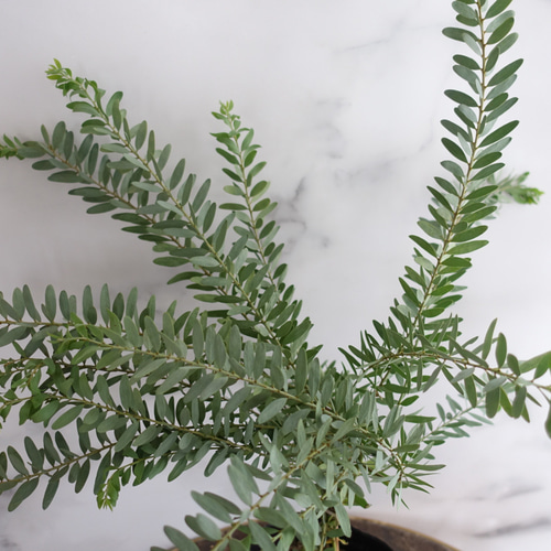 人気品種♡アカシア ブルーブッシュ 矮性 ミモザ 苗 シンボルツリー