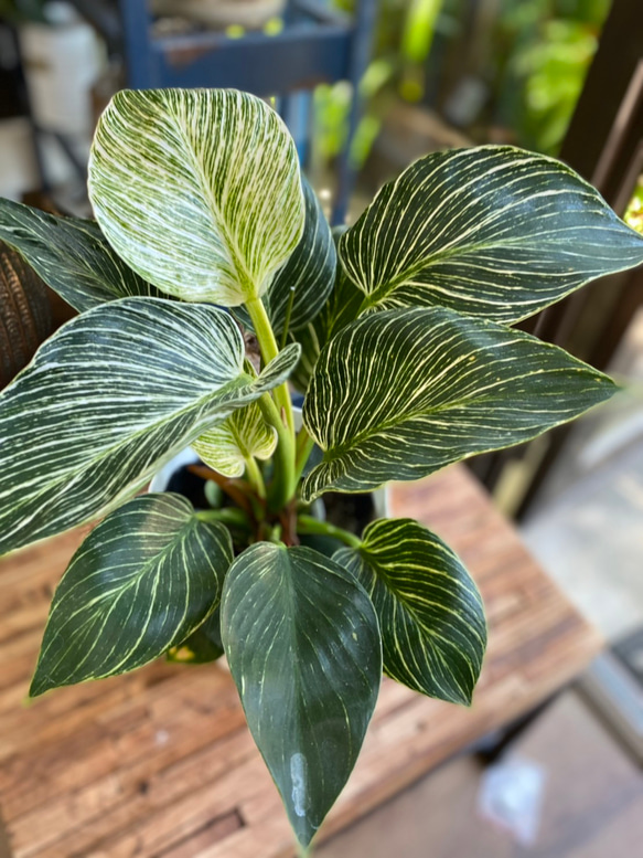 観葉植物】フィロデンドロン バーキン 5号 1021 送料無料 その他