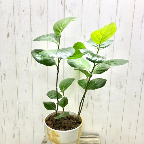 【観葉植物】シーグレープ ※受皿付 シーグレープ コッコロバ ハマベブドウ エコプラ鉢 受皿付 その他