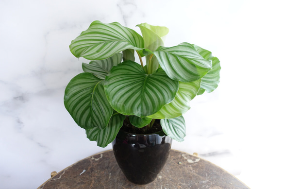 陶器鉢付♡カラテア オルビフォリア 5号 ボリューム◎ 観葉植物 室内