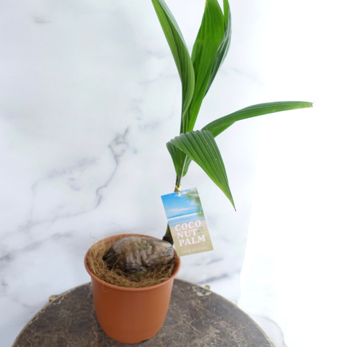 ココヤシ♡ココナッツ 観葉植物 トロピカル リゾート 室内 おしゃれ