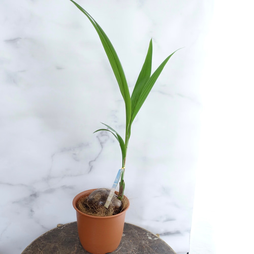 ココヤシ♡ココナッツ 観葉植物 トロピカル リゾート 室内 おしゃれ