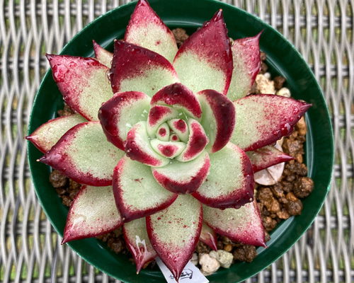 蓮灯 多肉 韓国苗 掘上げ苗 抜き苗 多肉植物 galleryk's GONZU 植物