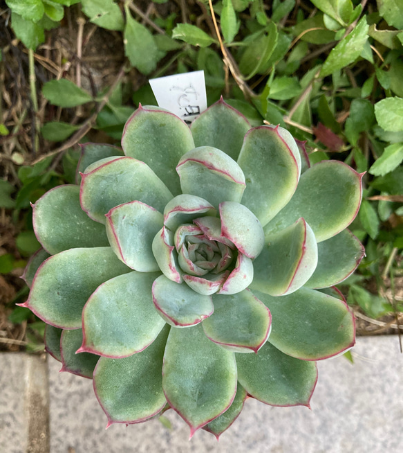 多肉植物 花月夜 抜き苗 エケベリア 【公式通販】