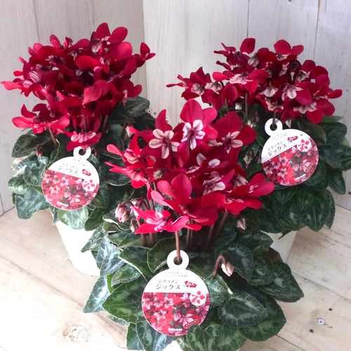シクラメン♡ジックス♡ガーデンシクラメン♡ワインレッド♡1鉢